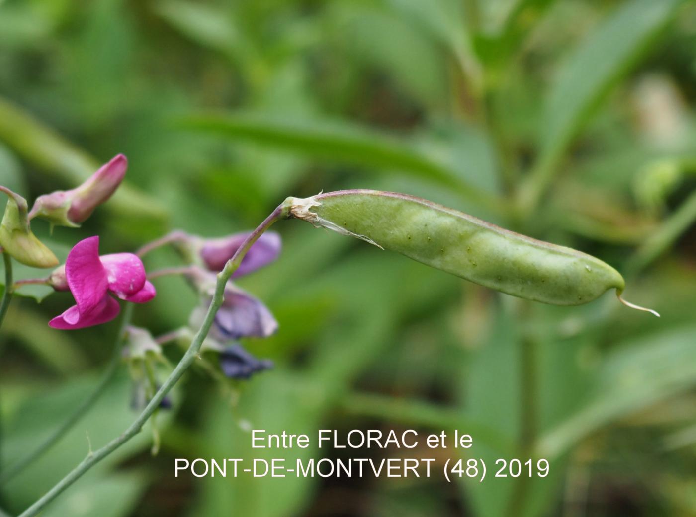 Vetchling, Cirrhose fruit